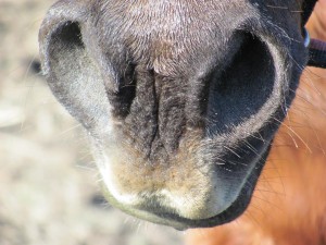 essential oil expert, Using essential oils with your horse, essential oil expert, how to use essential oils with your horse, essential equines