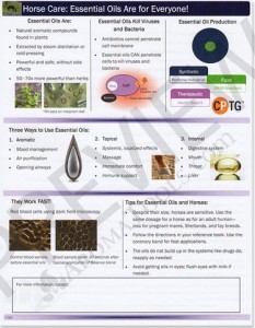 horse-tear-sheet