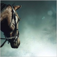 essential oil expert, how to use essential oils with horses, essential equines