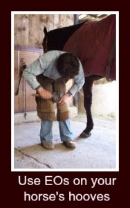 essential equines, essential oil expert, how to use essential oils with your horse