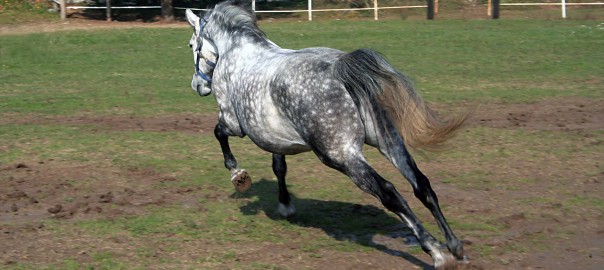 essential oil expert, essential equines, how to use essential oils with horses