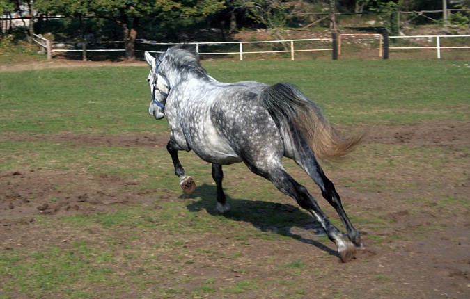 essential oil expert, essential equines, how to use essential oils with horses